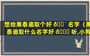想给黑泰迪取个好 🐴 名字（黑泰迪取什么名字好 🍀 听,小狗还能听懂）